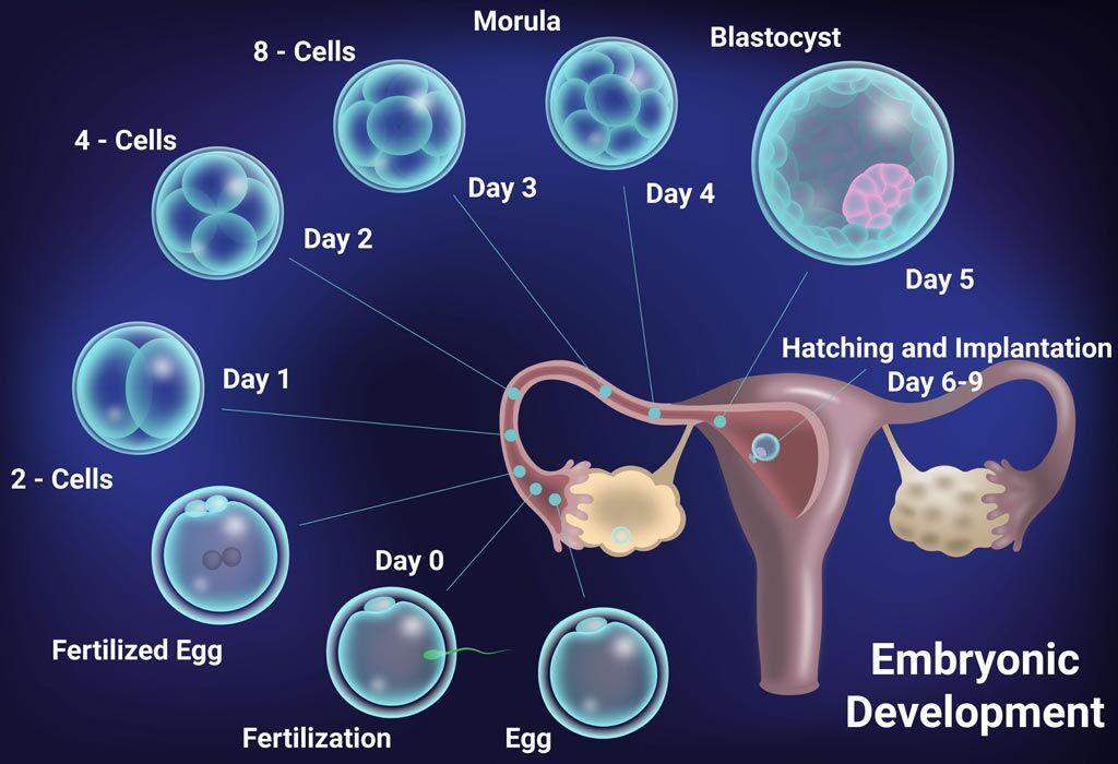 Human Egg Fertilization Timeline